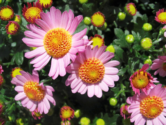 Krysantemum Ø17-19 cm  